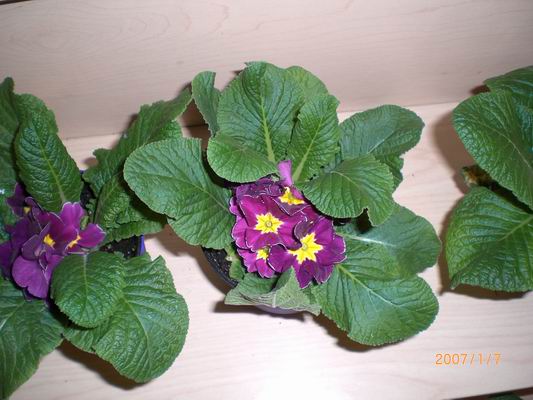 Resize of CIMG0502.JPG